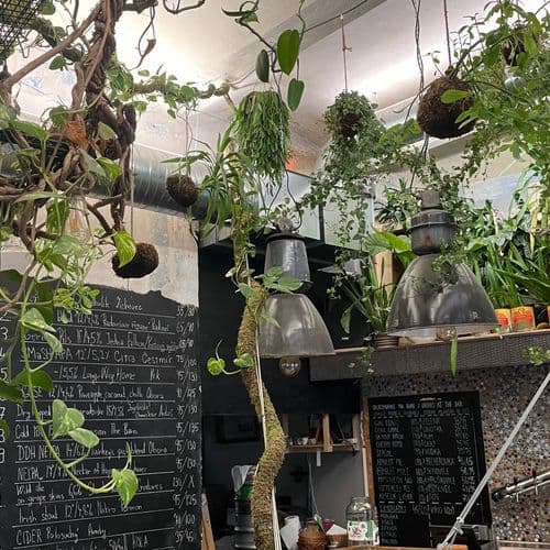 hanging garden , A vibrant green installation, živá zelená instalace , závěsná zahrada, Epifyt , potos, hedera helix, moss pole 
