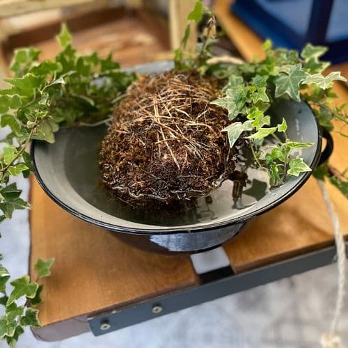 kokedama watering , kokedama břečťanu, hedera helix kokedama, 