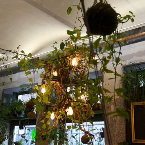 Závěsná rostlinná instalace s Kokedamami a epifyty visícími ze stropu
