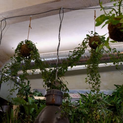 Rostlinná spirála nebo živá zelená instalace na míru v interiéru