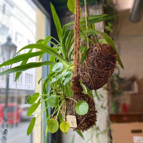 yucca, penízovka, pilea, kokedama, biophilic design