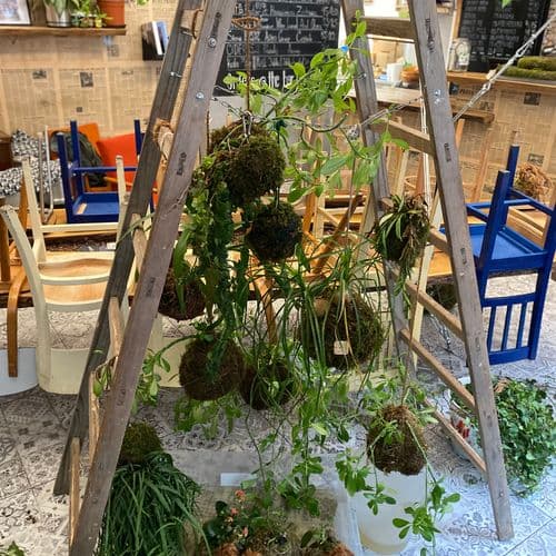kokedama watering, zalévání kokmedama, Odkapávání vody , Dripping of the water from kokedama