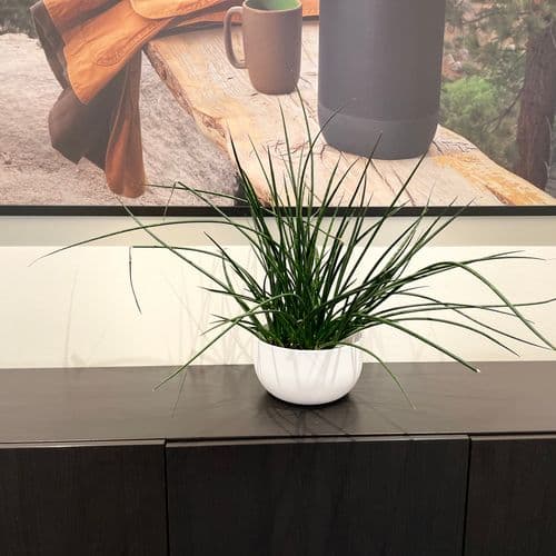 office flowers, sansevieria , dekorační zeleň ,  kvetiny pro kanceláře, minimalismus , Sansevieria in in a minimalist flowerpot