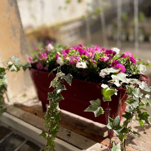 million bells, letní truhlíky, truhlíky s břečťanem, hedera helix, summer box